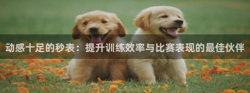 3377体育官网下载招商电话是多少啊：动感十足的秒表