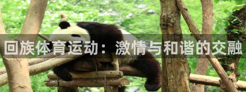 3377体育官方正版app神州